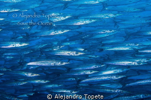 Barracuda group Close, Galapagos Ecuador by Alejandro Topete 